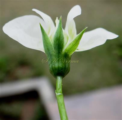 Flower- see Calyx